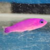 Pseudochromis fridmani Lmdlm