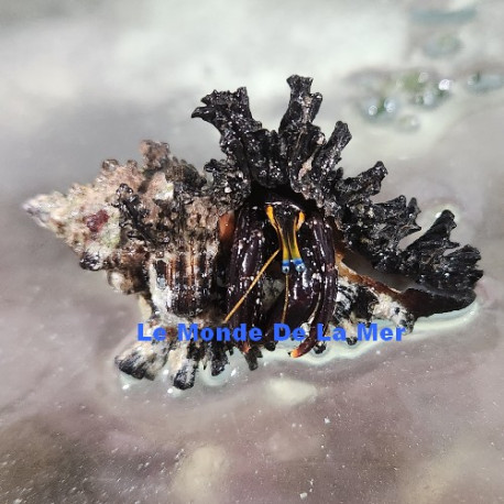 Calcinus tibicin, Bernard l’hermite blue-eyed LMDLM