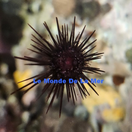 Echinothrix calamaris Lmdlm