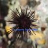 Echinothrix calamaris Lmdlm