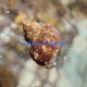 Turbo setosus Lmdlm
