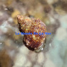 Turbo setosus Lmdlm