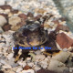 Synchiropus ocellatus Lmdlm