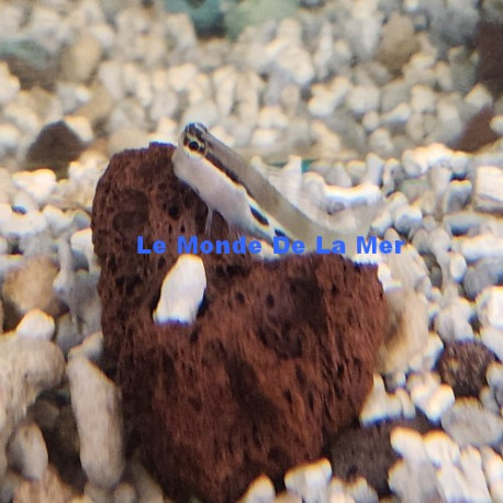 Ecsenius bimaculatus Lmdlm