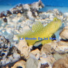 Cryptocentrus Cinctus (Gobie jaune) Lmdlm