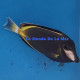 Acanthurus japonicus Lmdlm