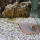 Stingray  Lmdlm