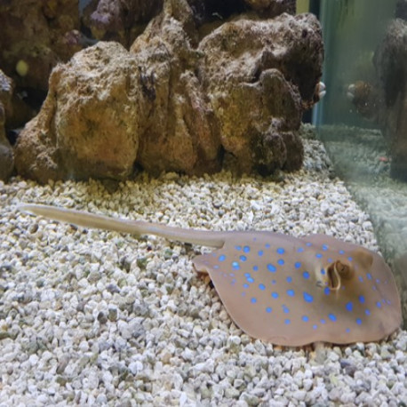 Stingray  Lmdlm
