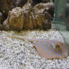 Stingray  Lmdlm