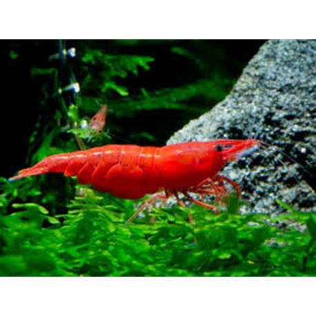 Crevette Neocardina rili Lmdlm