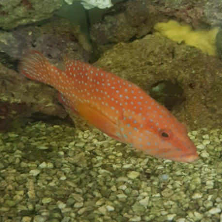 Cephalopholis (Merou) Lmdlm