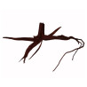 Filigree pine root