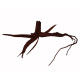 Filigree pine root