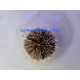Heterocentrus mamillatus (pencil urchin) Lmdlm