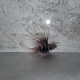 Pterois radiata Lmdlm