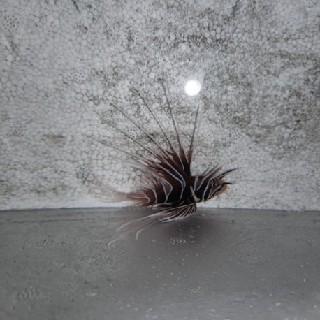 Pterois radiata Lmdlm