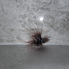 Pterois radiata Lmdlm