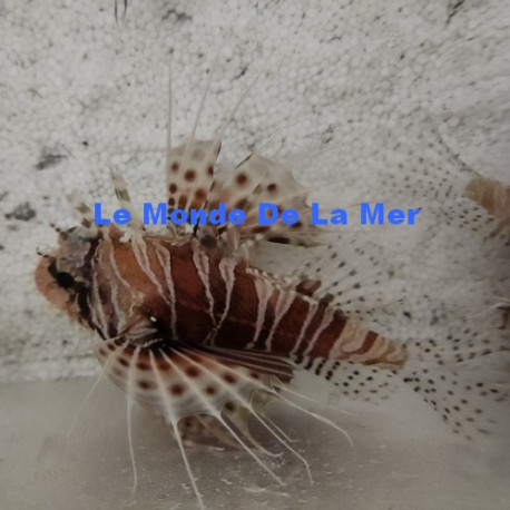 Dendronchirus zebra Lmdlm