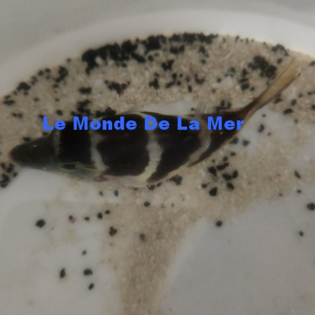 Canthigaster coronata Lmdlm