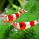 Caridina Cantonensis Lmdlm