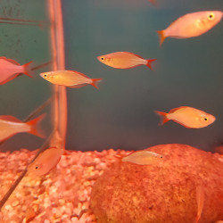 Melanotaenia goldiei