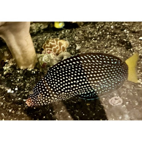 Anampses meleagrides Lmdlm