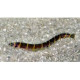Acanthophthalmus kuhli Lmdlm