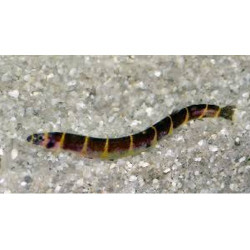 Acanthophthalmus kuhli Lmdlm
