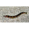 Acanthophthalmus kuhli Lmdlm