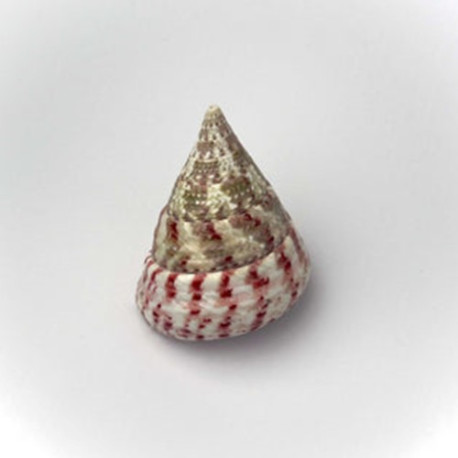 Tectus pyramid snail Lmdlm