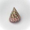 Tectus pyramid snail Lmdlm