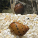 Escargot neritina