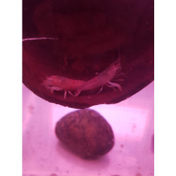 Neocardina blue dreams shrimp Lmdlm