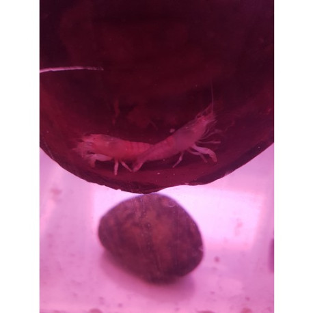 Crevette Atyopsis Gaboensis Lmdlm