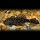 Ancistrus cirrhosus Lmdlm