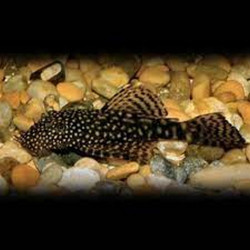 Ancistrus cirrhosus Lmdlm