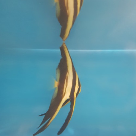 Platax orbicularies Lmdlm