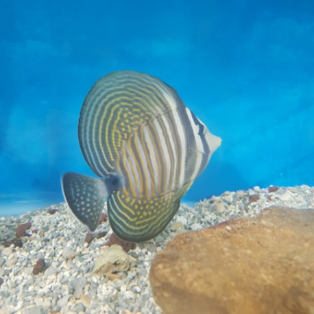 Zebrasoma desjardinii M/L Lmdlm