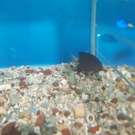 Ctenochaetus strigata (blue eye) Lmdlm