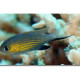 Chromis vanderbilti Lmdlm
