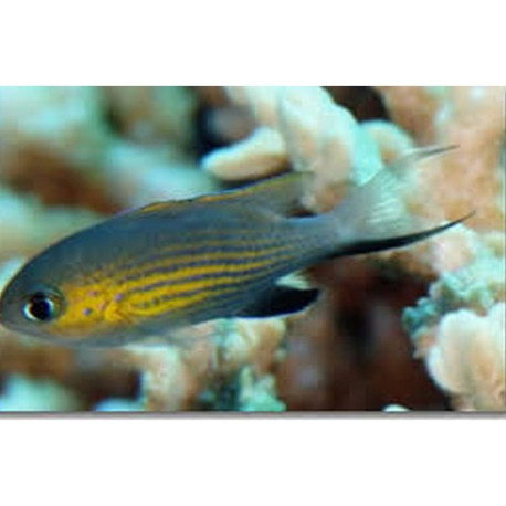 Chromis vanderbilti Lmdlm