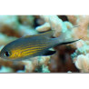 Chromis vanderbilti Lmdlm