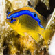 Chrysiptera brownriggii Lmdlm