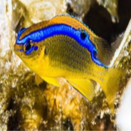 Chrysiptera brownriggii Lmdlm