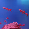 Labeo frenatus  red finned sharks LMDLM
