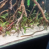 Gymnothorax polyuranodon
