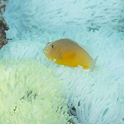 Amphiprion akallopisos