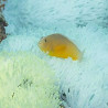 Amphiprion akallopisos