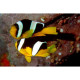 Amphiprion xanthurus Lmdlm
