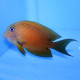 Blue-Eye Bristletooth Lmdlm